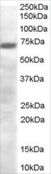 Anti-PRDM4/PFM1 antibody produced in goat affinity isolated antibody, buffered aqueous solution