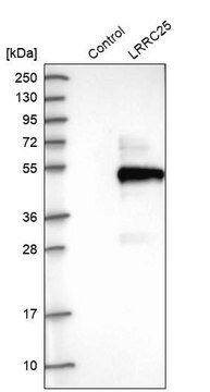 Anti-LRRC25 antibody produced in rabbit Prestige Antibodies&#174; Powered by Atlas Antibodies, affinity isolated antibody, buffered aqueous glycerol solution