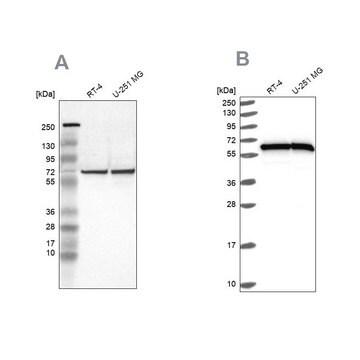 抗HSPD1 ウサギ宿主抗体 Prestige Antibodies&#174; Powered by Atlas Antibodies, affinity isolated antibody, buffered aqueous glycerol solution