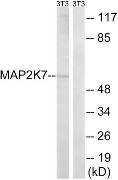 Anti-MAP2K7 antibody produced in rabbit affinity isolated antibody