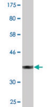 Monoclonal Anti-SUSD5 antibody produced in mouse clone 4G3, purified immunoglobulin, buffered aqueous solution