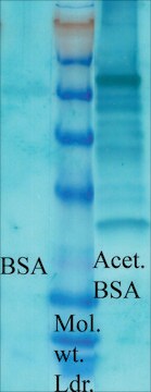 抗-乙酰化赖氨酸 兔抗 1&#160;mg/mL, affinity isolated antibody