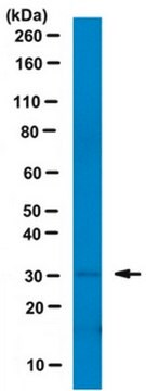 Anti-Histone H1&#176; Antibody, clone 34 clone 34, from mouse