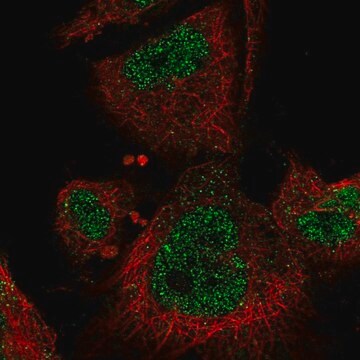 Anti-MAP3K3 antibody produced in rabbit Prestige Antibodies&#174; Powered by Atlas Antibodies, affinity isolated antibody