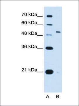 Anti-KCNC1 antibody produced in rabbit IgG fraction of antiserum