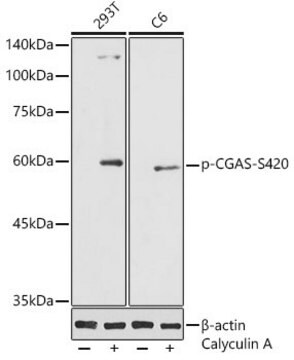 Anty-fosfo-CGAS-S420