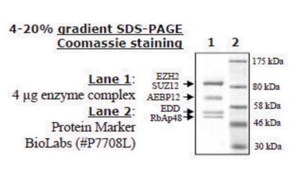 EZH2/EED/SUZ12/RbAp48/AEBP2 human recombinant, expressed in baculovirus infected insect cells