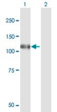 Anti-N4BP1 antibody produced in mouse purified immunoglobulin