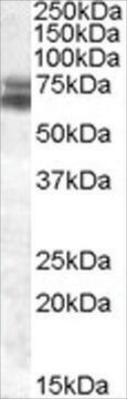 抗BMAL1/ARNTL抗体 ヤギ宿主抗体 affinity isolated antibody, buffered aqueous solution