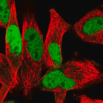 Anti-ETS1 antibody produced in rabbit Prestige Antibodies&#174; Powered by Atlas Antibodies, affinity isolated antibody