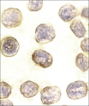 Anti-Daxx antibody produced in rabbit IgG fraction of antiserum, buffered aqueous solution