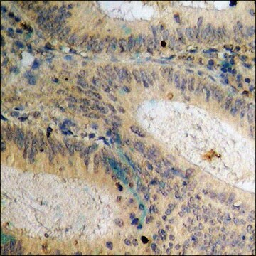 Anti-phospho-Csk (pSer364) antibody produced in rabbit affinity isolated antibody