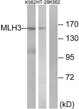 Anti-MLH3 antibody produced in rabbit affinity isolated antibody