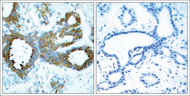 Anti-phospho-PAK1/PAK2/PAK3 (pThr423/pThr402/pThr421) antibody produced in rabbit affinity isolated antibody