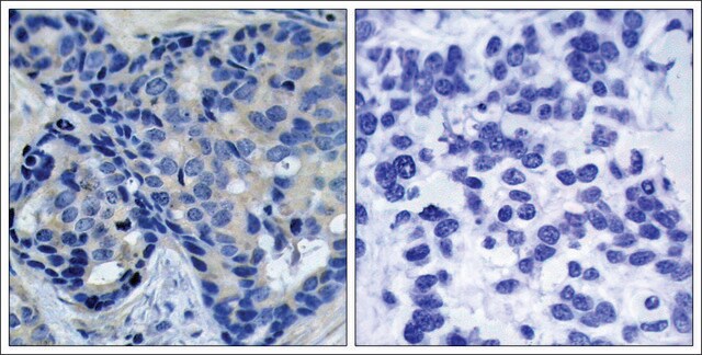 Anti-phospho-PTK2B (pTyr402) antibody produced in rabbit affinity isolated antibody