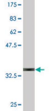 Monoclonal Anti-GNRH1, (C-terminal) antibody produced in mouse clone 4H3, purified immunoglobulin, buffered aqueous solution