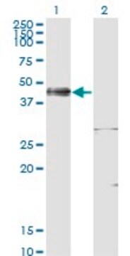 ANTI-ISL1 antibody produced in mouse clone 4A7, purified immunoglobulin, buffered aqueous solution