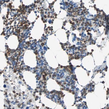 Anti-CLEC4A antibody produced in rabbit Prestige Antibodies&#174; Powered by Atlas Antibodies, affinity isolated antibody, buffered aqueous glycerol solution