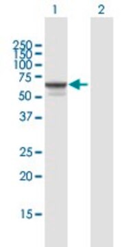 Anti-SGSH antibody produced in mouse purified immunoglobulin, buffered aqueous solution