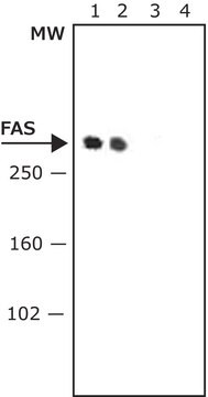 抗脂肪酸シンターゼ (C-末端) ウサギ宿主抗体 1&#160;mg/mL, affinity isolated antibody, buffered aqueous solution