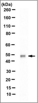 Anti-Synaptotagmin-12 Antibody (SYT12), clone 1B12.1 clone 1B12.1, 0.5&#160;mg/mL, from mouse