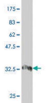 Monoclonal Anti-PRDM4 antibody produced in mouse clone 4H7, purified immunoglobulin, buffered aqueous solution