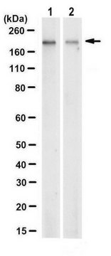 Anti-Agrin Antibody, clone 1H10.1 clone 1H10.1, from mouse