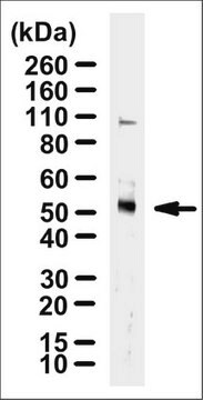 Anti-TRAF4 Antibody, clone 5MLN-2H1 ascites fluid, clone 5MLN-2H1, from mouse