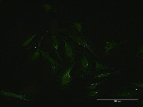 Monoclonal Anti-MEF2D antibody produced in mouse clone 3A11, purified immunoglobulin, buffered aqueous solution