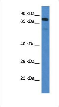 Anti-GALNT3 antibody produced in rabbit affinity isolated antibody