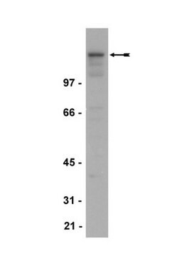 Anti-NR2B Antibody, clone BWJHL clone BWJHL, Upstate&#174;, from mouse