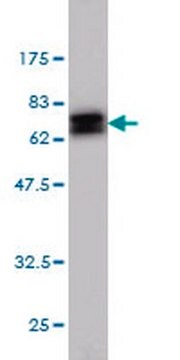 Anti-NDRG1 Mouse mAb (2D7) liquid, clone 2D7, Calbiochem&#174;