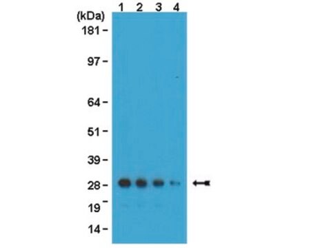 Anti-GFP-Antikörper, Klon 3F8.2 clone 3F8.2, from mouse