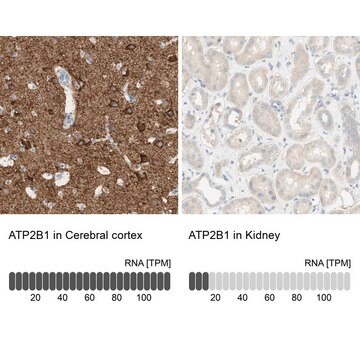 Anti-ATP2B1 antibody produced in rabbit Prestige Antibodies&#174; Powered by Atlas Antibodies, affinity isolated antibody, buffered aqueous glycerol solution