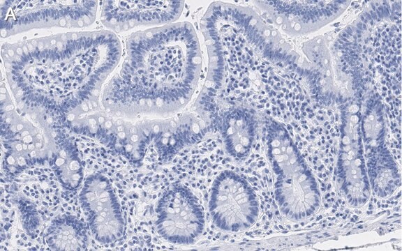 抗-半胱天冬酶-1（p20）抗体，克隆2G4，ZooMAb&#174; 兔单克隆 recombinant, expressed in HEK 293 cells