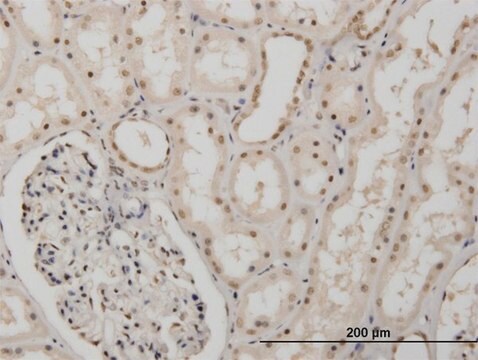 Monoclonal Anti-MSI1, (N-terminal) antibody produced in mouse clone 1B11, purified immunoglobulin, buffered aqueous solution