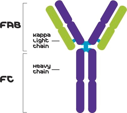 IgG1, Kappa from murine myeloma clone MOPC 31C, purified immunoglobulin, buffered aqueous solution