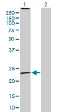 Anti-MS4A2 antibody produced in rabbit purified immunoglobulin, buffered aqueous solution