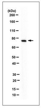 Anticorps anti-GRP78, clone&nbsp;N88 clone N88, from mouse