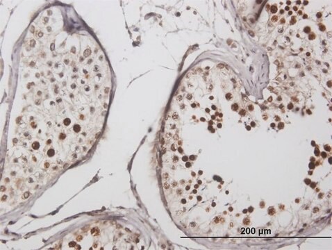 Anti-LYAR antibody produced in mouse IgG fraction of antiserum, buffered aqueous solution