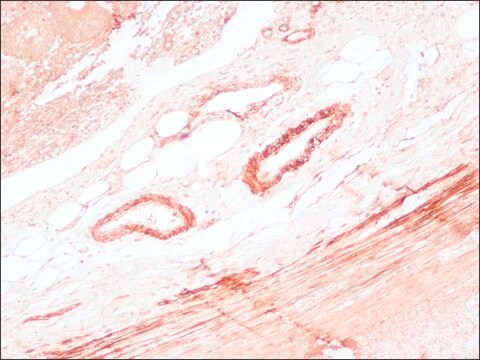 Anti-Maus-IgG (Fc-spezifische)-Peroxidase in Ziege hergestellte Antikörper affinity isolated antibody