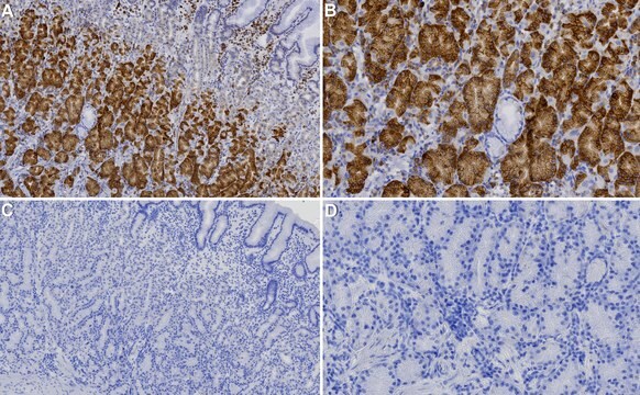 Anti-Arylsulfatase A Antibody, clone 2C19 ZooMAb&#174; Rabbit Monoclonal recombinant, expressed in HEK 293 cells