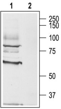 Anti-Muscarinic Acetylcholine Receptor (M3) antibody produced in rabbit affinity isolated antibody, lyophilized powder