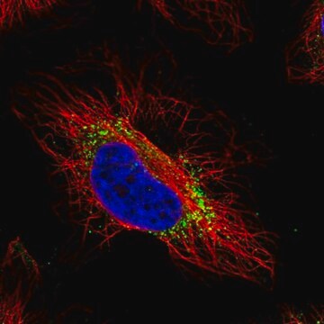 Anti-GTPBP2 antibody produced in rabbit Prestige Antibodies&#174; Powered by Atlas Antibodies, affinity isolated antibody