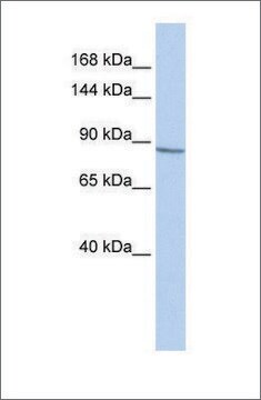 Anti-KCNB1 antibody produced in rabbit affinity isolated antibody