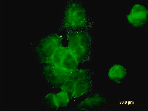 Monoclonal Anti-DCTN2 antibody produced in mouse clone 2G7, purified immunoglobulin, buffered aqueous solution