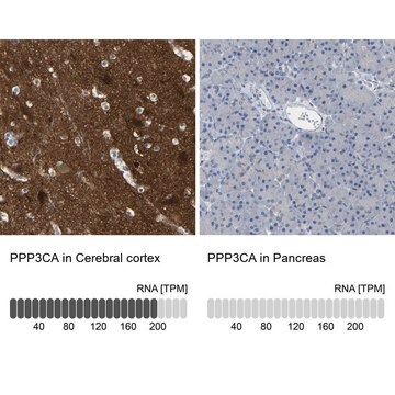 抗-PPP3CA 兔抗 Prestige Antibodies&#174; Powered by Atlas Antibodies, affinity isolated antibody, buffered aqueous glycerol solution