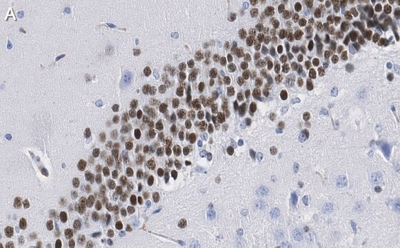 Anti-PROX1 Antibody, clone 1B10 ZooMAb&#174; Rabbit Monoclonal recombinant, expressed in HEK 293 cells