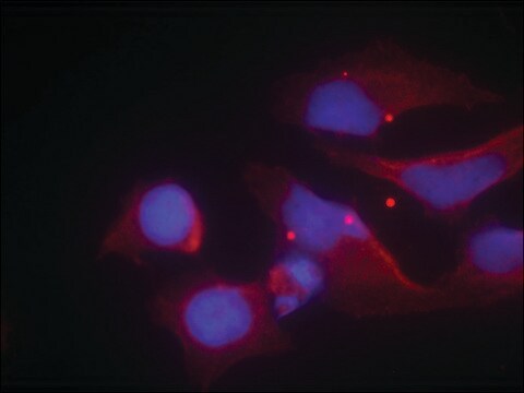 Anti-phospho-GRIN2B (pTyr1474) antibody produced in rabbit affinity isolated antibody