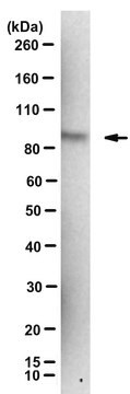 Anti-phospho EZH2 (Thr345)